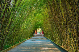 Arashiyama Bamboo