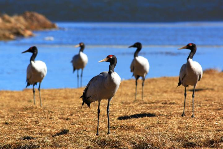 Black-necked Cranes Centre