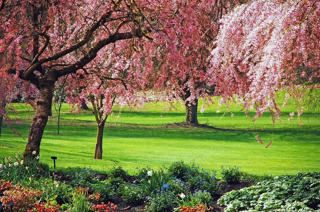 Blossom Park