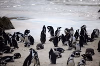 Boulders Beach