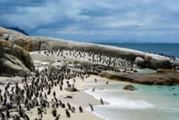 Boulders Beach - Capetown