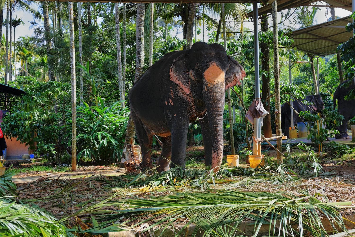 Carmelagiri Elephant Park