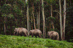 Carmelagiri Elephant Park