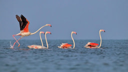 Chilika lake