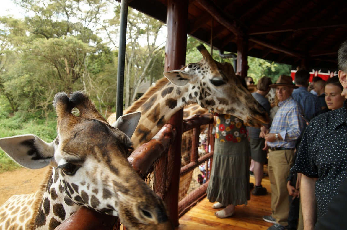 Giraffe centre3