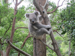 Currumbin Wildlife Sanctuary