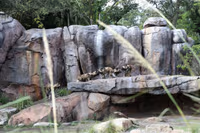 Disney’s Animal Kingdom