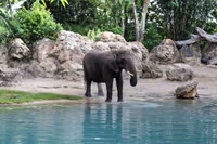 Disney’s Animal Kingdom