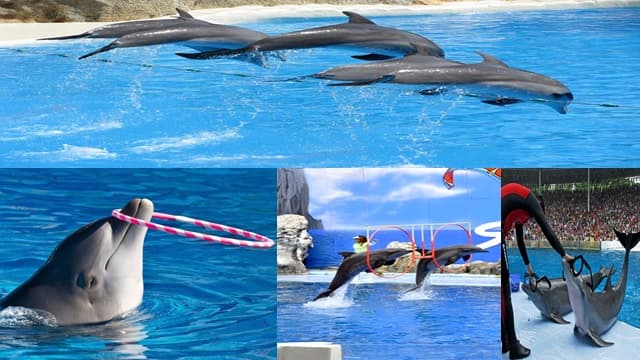 Dolphin Show Bangkok