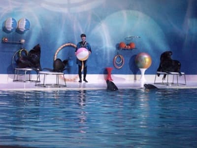 Dubai Dolphinarium