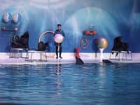 Dubai Dolphinarium