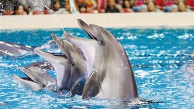 Dubai Dolphinarium