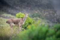 Rajamalai (Eravikulam) National Park