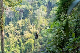 Flying Fox 1