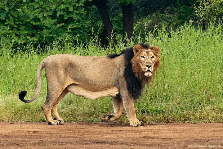 Gir National Park