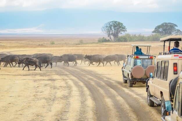Jeep Safari