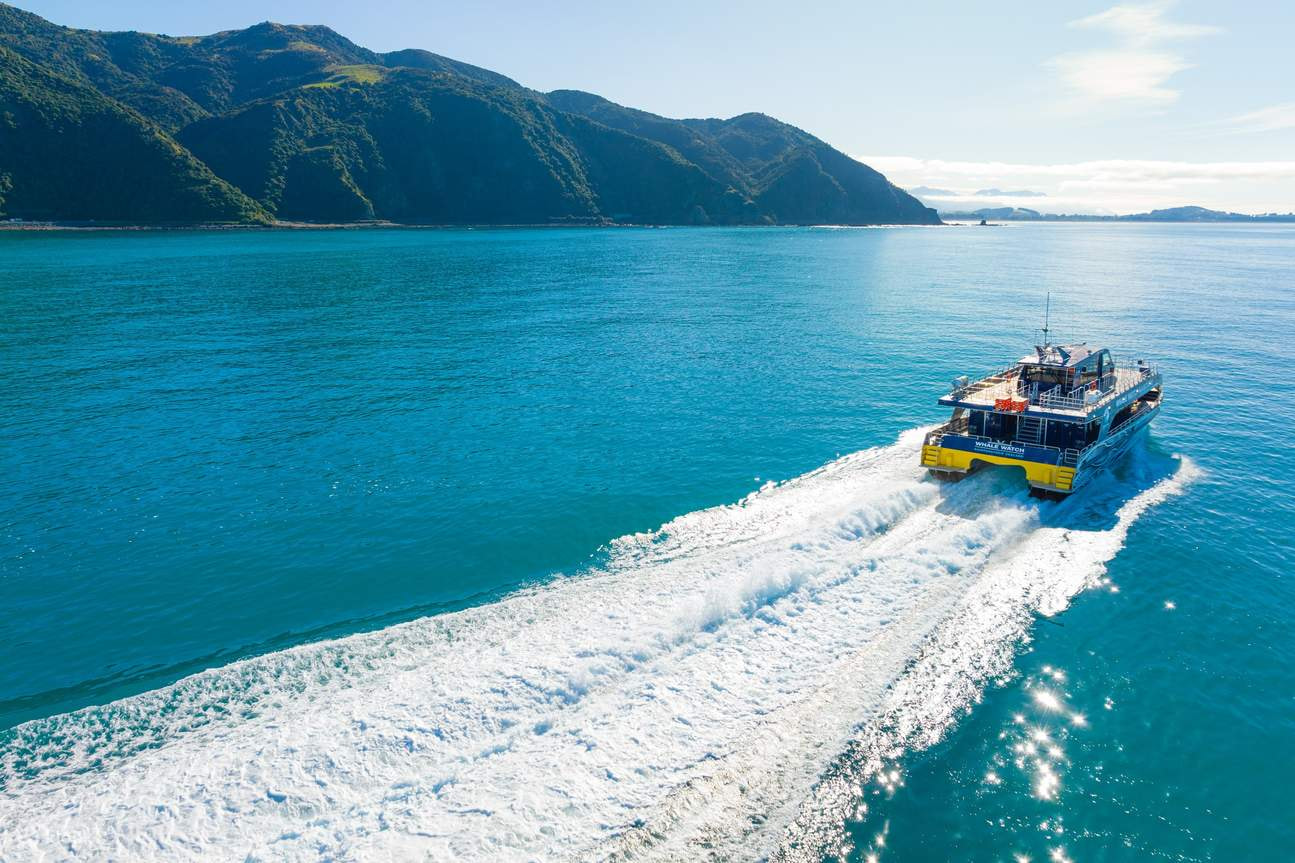 Kaikoura Whale Watch Day Tour from Christchurch