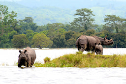 Kaziranga National Park - 0