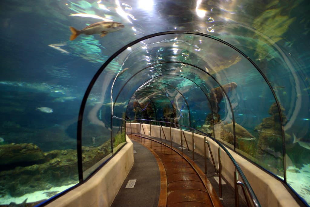 Kelly Tarltons Sea life Aquarium