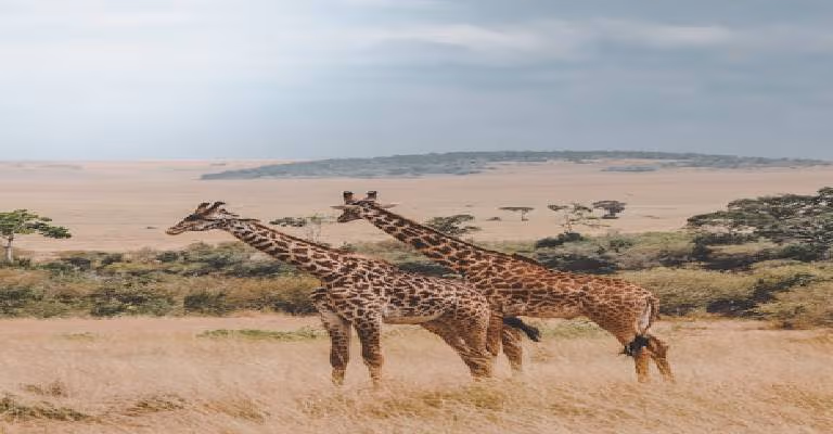 Kenya With Tanzania Migration Special