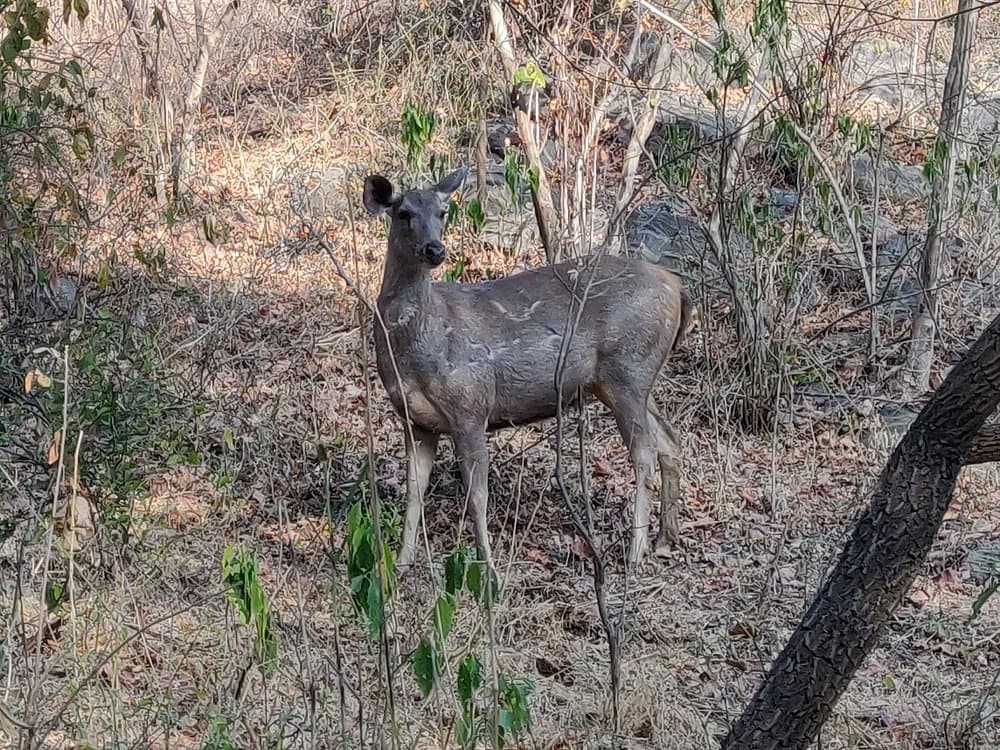 Kumbhalgarh Wildlife Sanctuary
