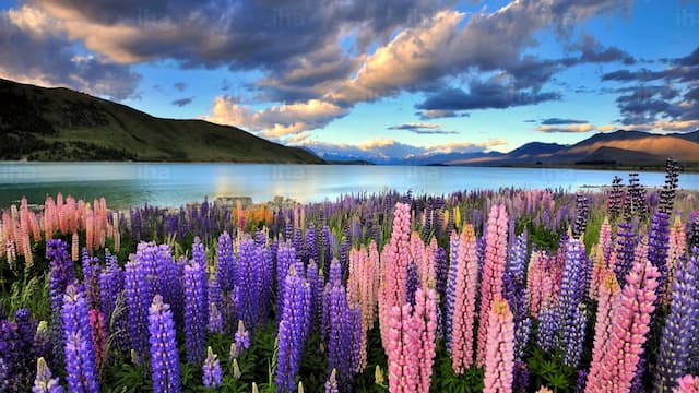 Honeymoon In New Zealand - Private Tour