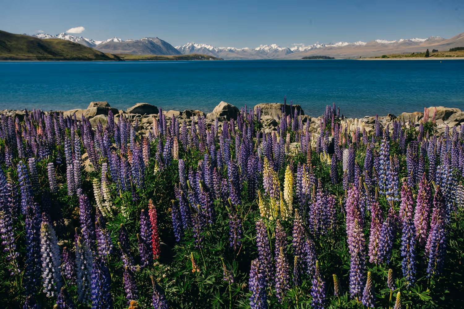 Lake Tekapo 1