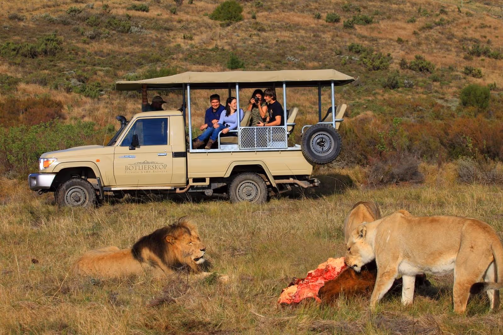 Lions On Game Drive