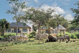 Bali Safari 2