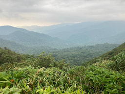 Cloud Forest Of Monteverde