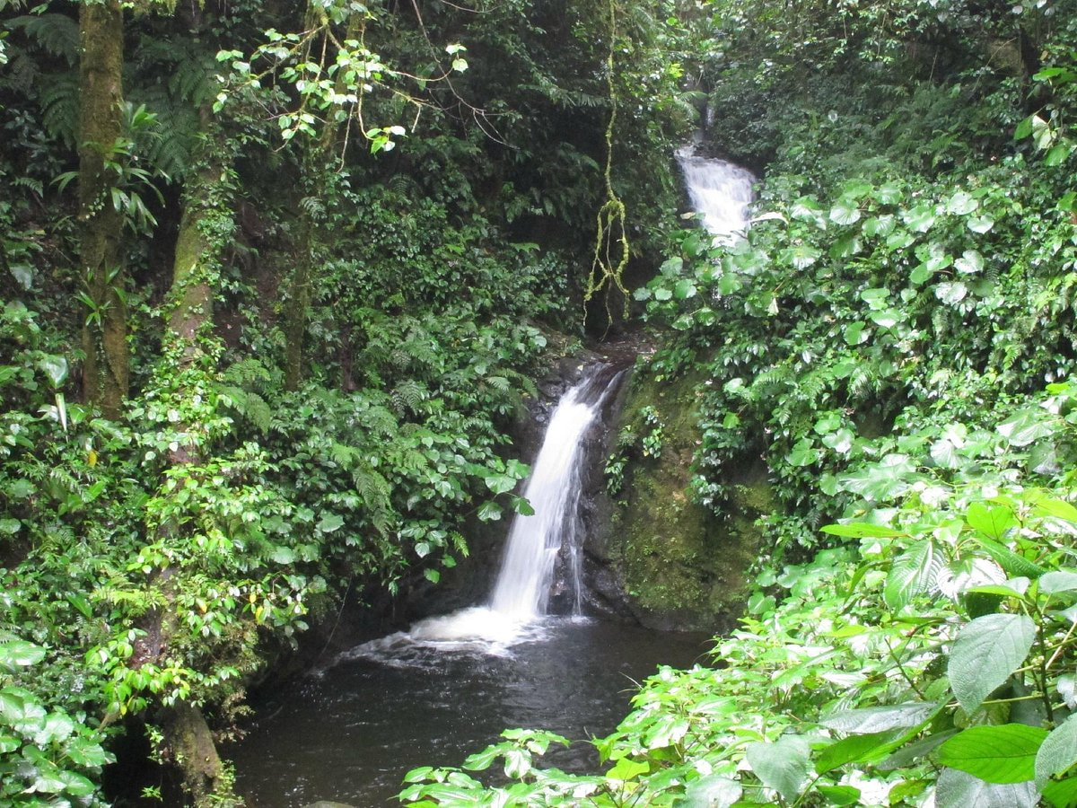 Cloud Forest Of Monteverde