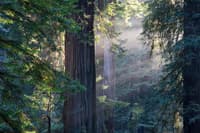 Muir Woods And Sausalitop