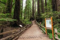 Muir Woods