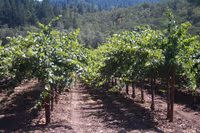 Napa
