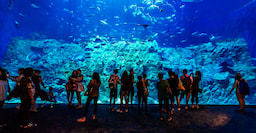 01 Day Ocean Park Entrance Ticket