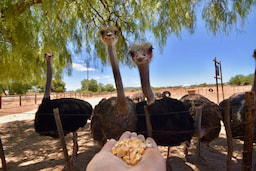 Ostrich Farm