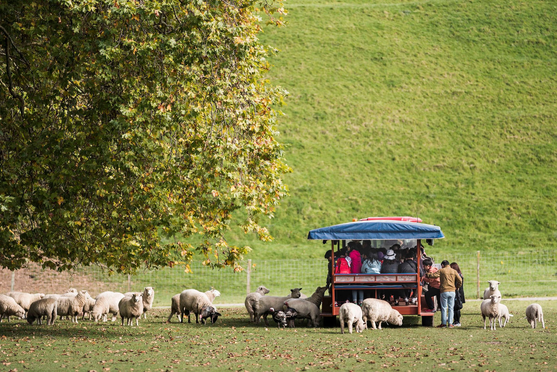 Agrodome Sheep Show