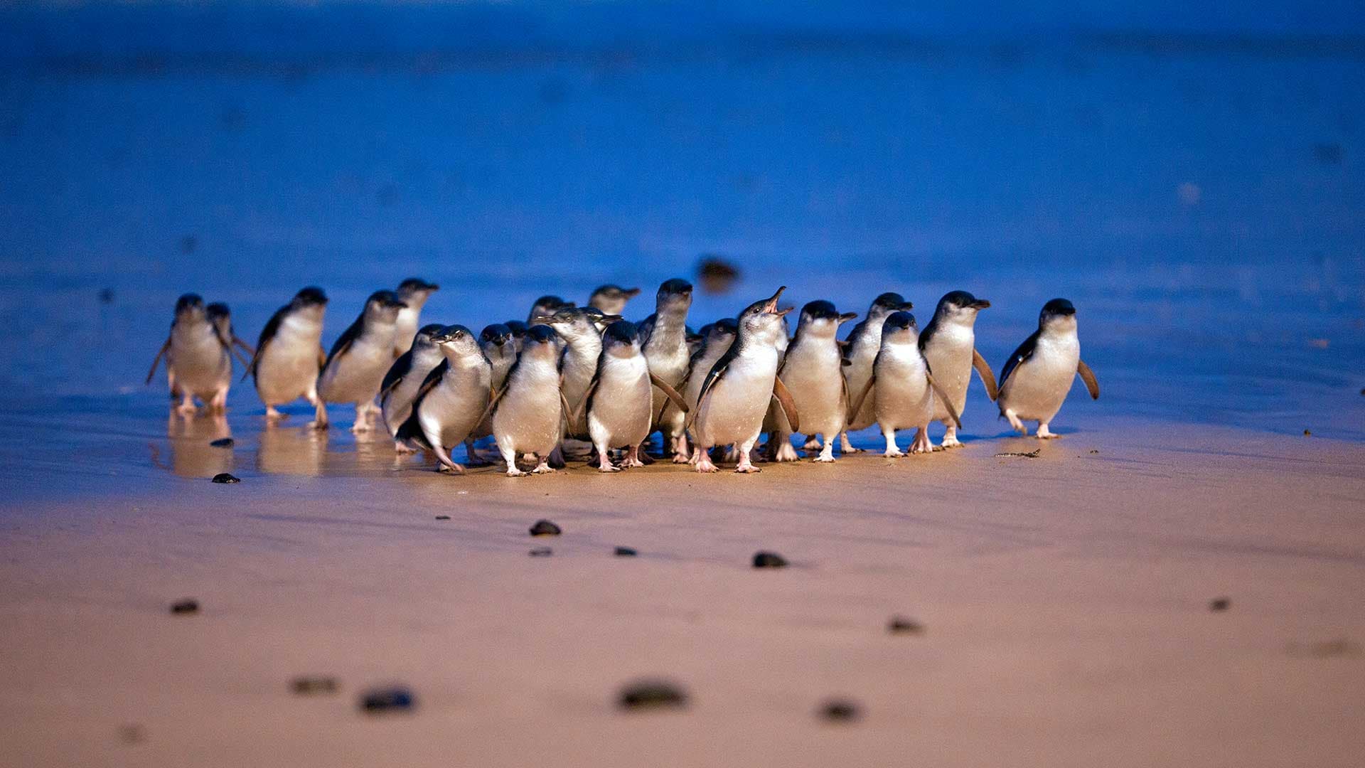 Penguin Parade