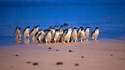 Penguin Parade