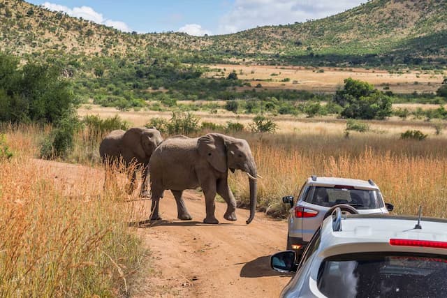 Enthralling South Africa Self Drive Tour