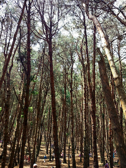 Pine Forest