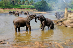 Pinnawala Elephant Orphanage