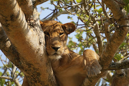 Queen Elizabeth National Park