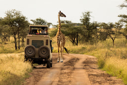 Game Drive