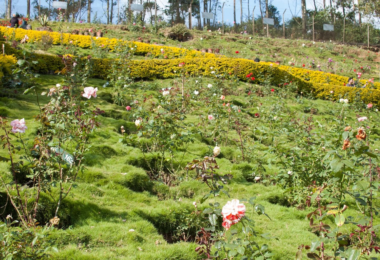 Rose Gardens