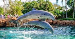Sea World