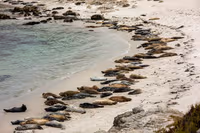 Seal Island