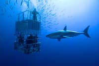 Shark Cage Diving