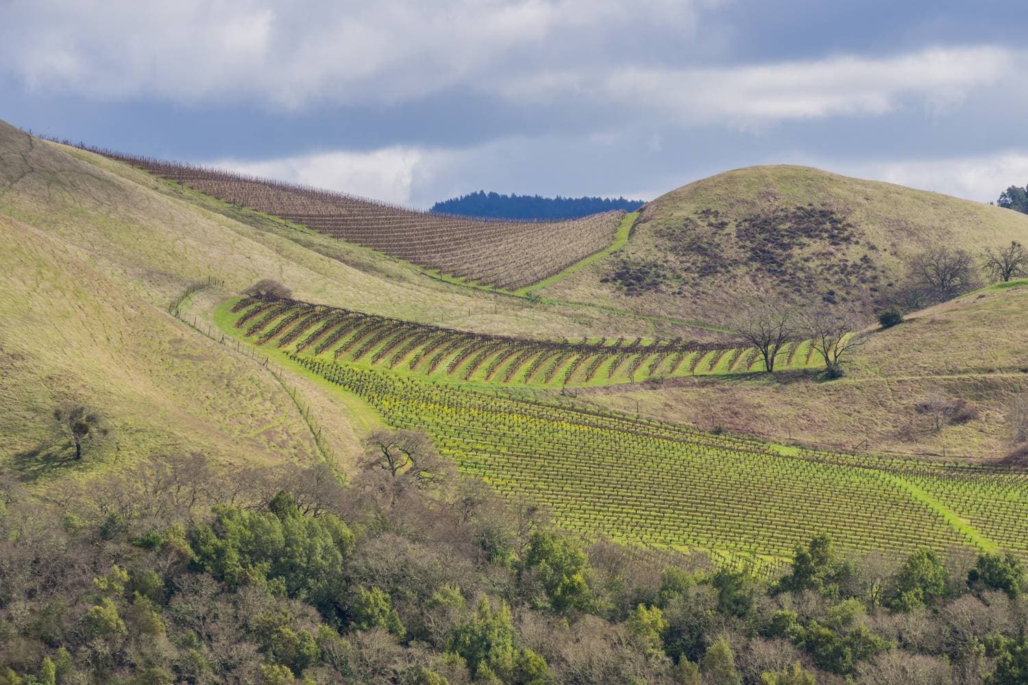 Sonoma