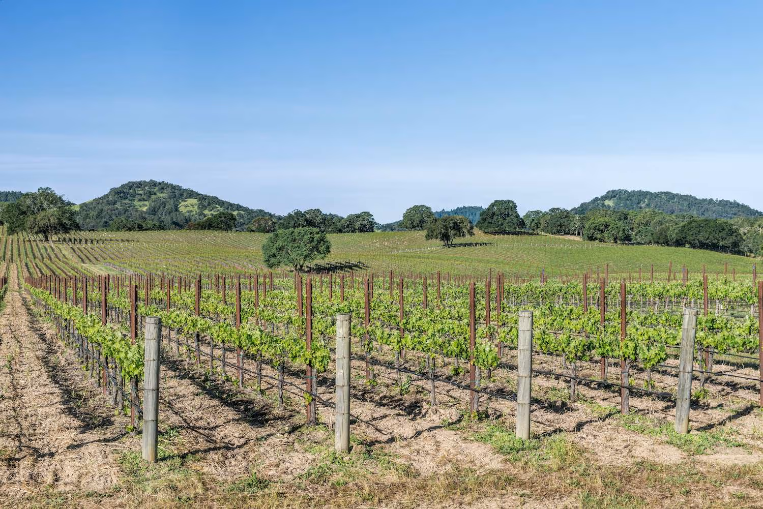 Sonoma